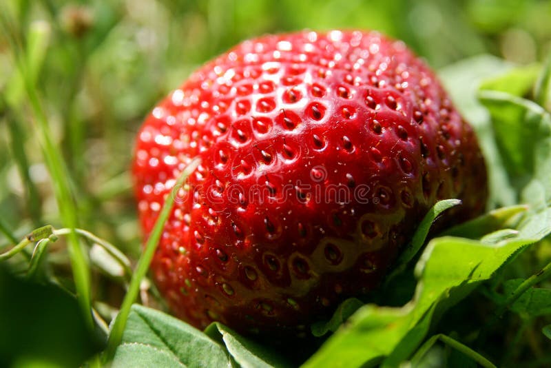 Big strawberry in a garden stock photo. Image of sweet 180956464
