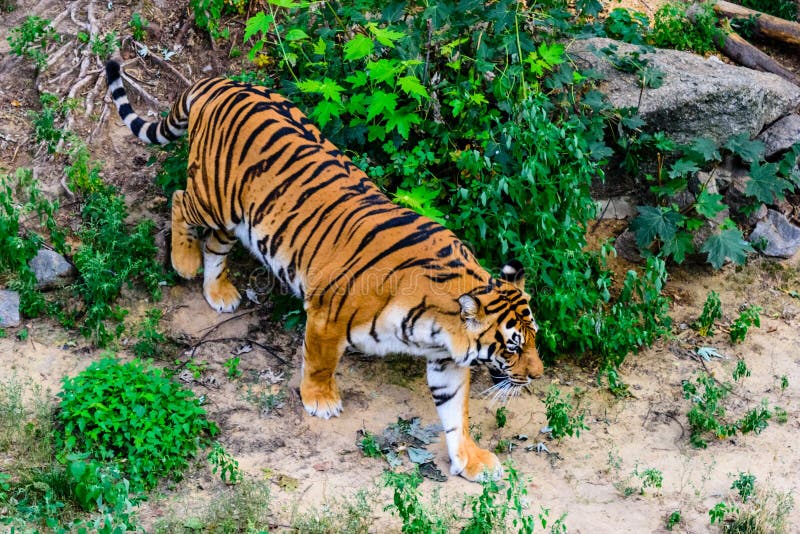 Big Striped Tiger Panthera Tigris Walking among the Green Vegetation ...