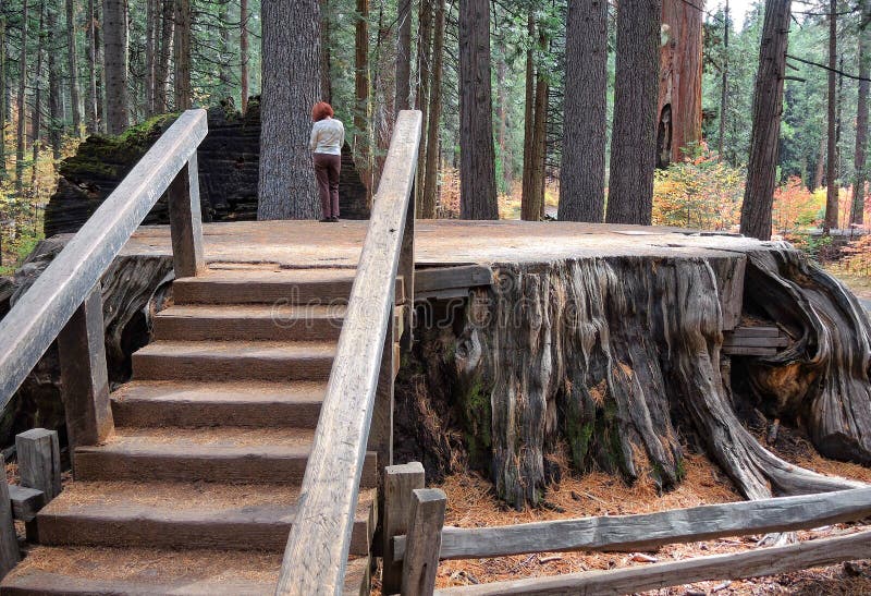 Giant Trees Stumps