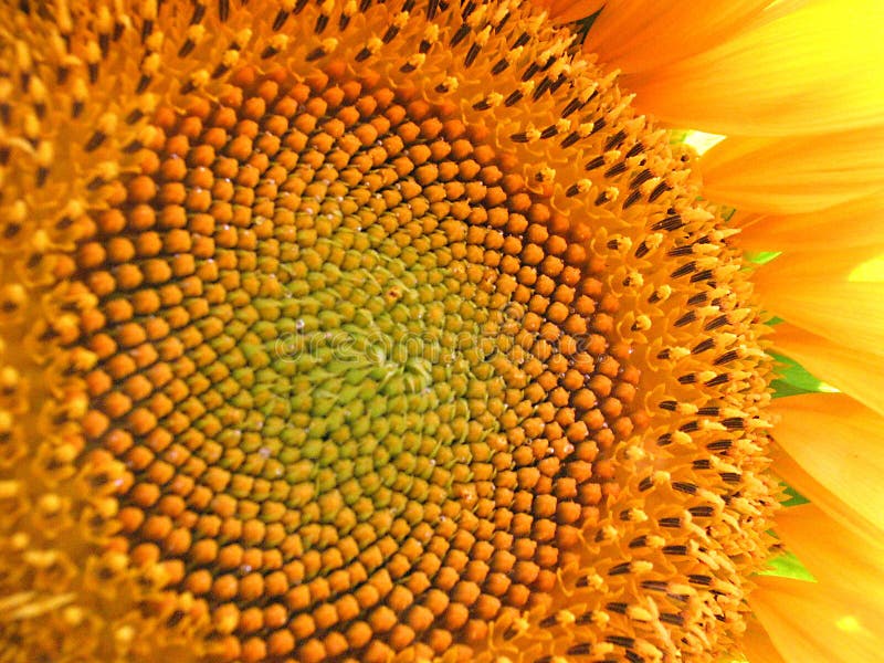 Big Sun Flower stock photography Big Sun Flower stock photography