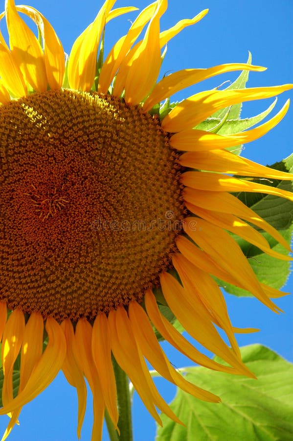 Big Sunflower Stock Photos Download 6,016 Royalty Free Photos