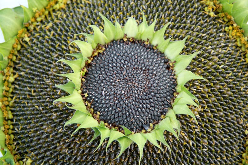 Big Sunflower Full of Seeds Stock Image Image of yellow, food 197432875