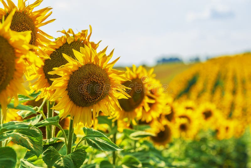 Big Sunflower Heads on the Field Stock Image Image of beauty, bright