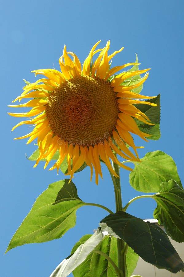 Big Sunflower III