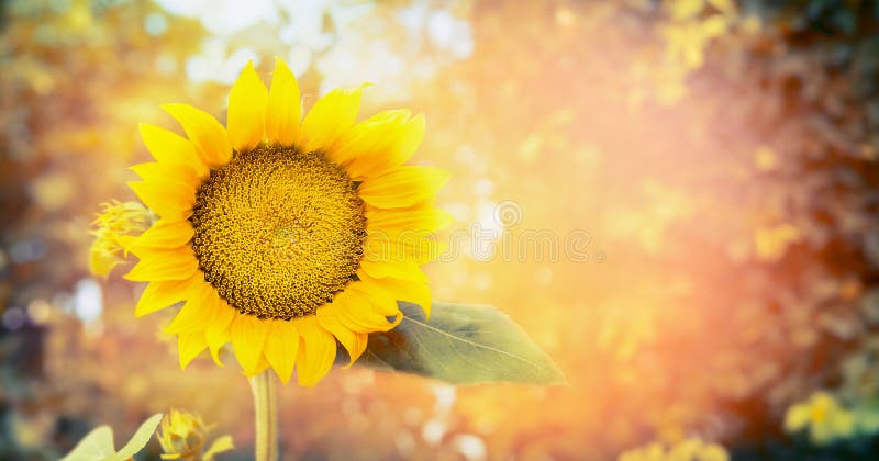 Big sunflower on nature background, banner