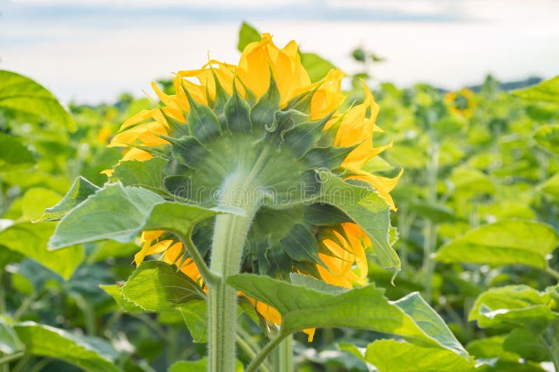 Big Sunflower Turns To the Sun. Back View of the Flower Stock Photo