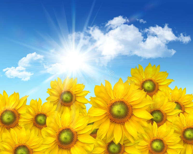 Big sunflowers against a blue sky