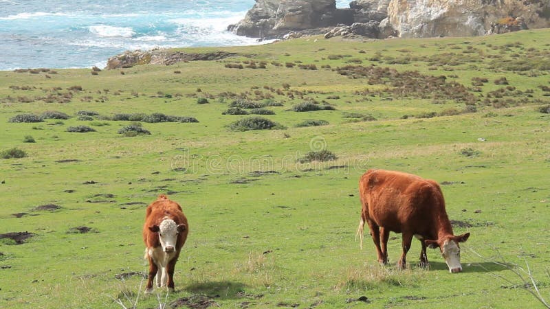 Big Sur 9 mucche sulla costa