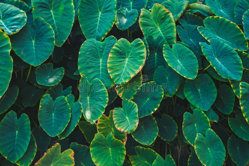 Big taro plant leaves a.k.a. elephant ears leaf  in tropical forest