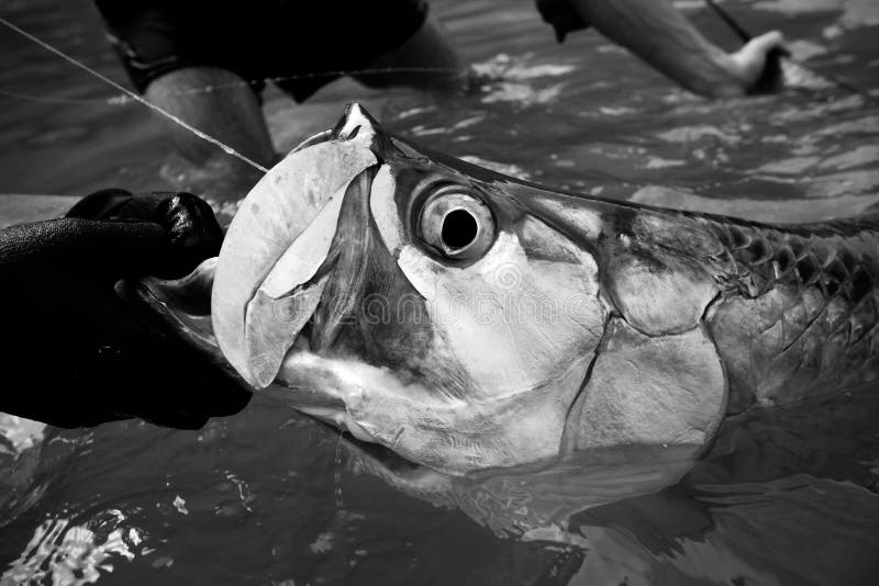 Big Tarpon Portrait Black And White - Fly Fishing Stock 