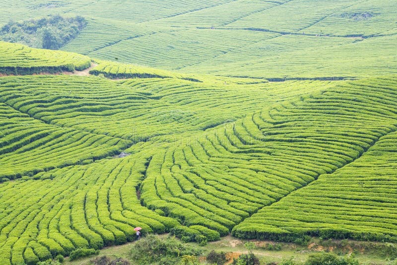 The big Tea Plantation