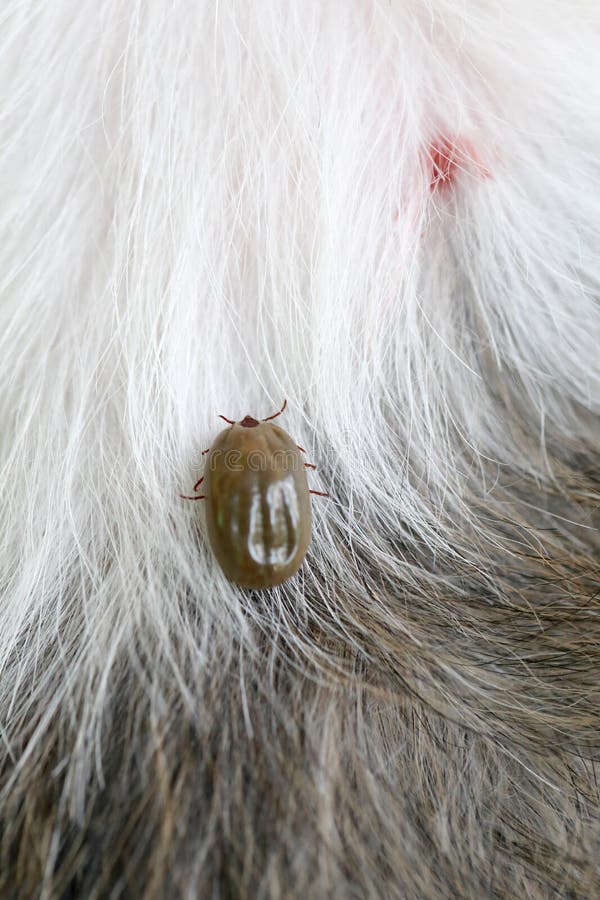 Big Tick On A Dog In Clearingsucking The Blood Of Dogs And Insect