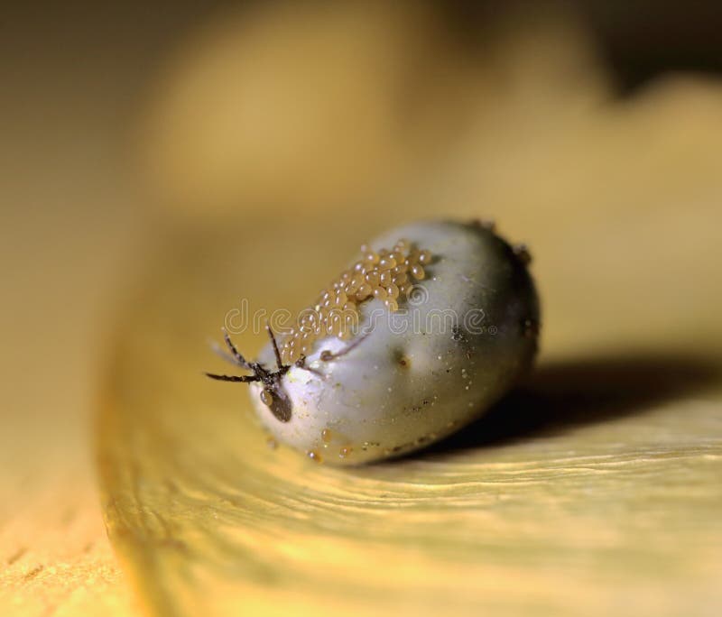 Big Tick Full of Blood Having Eggs on the Body Stock Photo - Image of habitat, domestic: 204280966 Big Tick Full of Blood Having Eggs on the Body Stock Photo - Image of habitat, domestic: 204280966