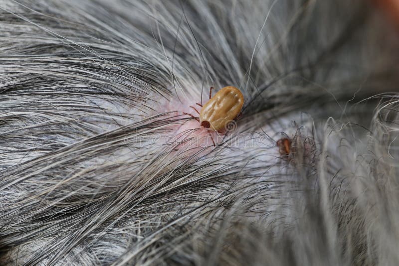 Big Ticks on a dog. stock photo. Image of comical, danger 87980646