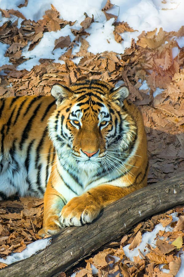 Big tiger in the snow, the beautiful, wild, striped cat, in open Woods, looking directly at us.