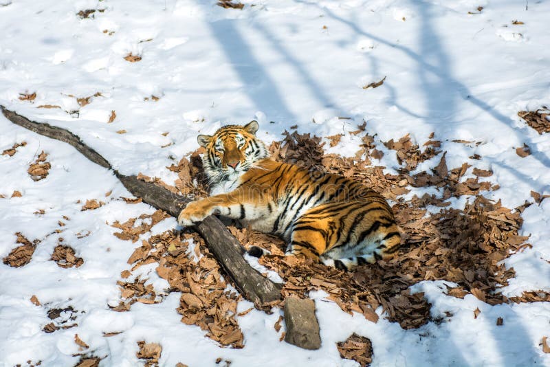 Big tiger in the snow, the beautiful, wild, striped cat, in open Woods, looking directly at us.