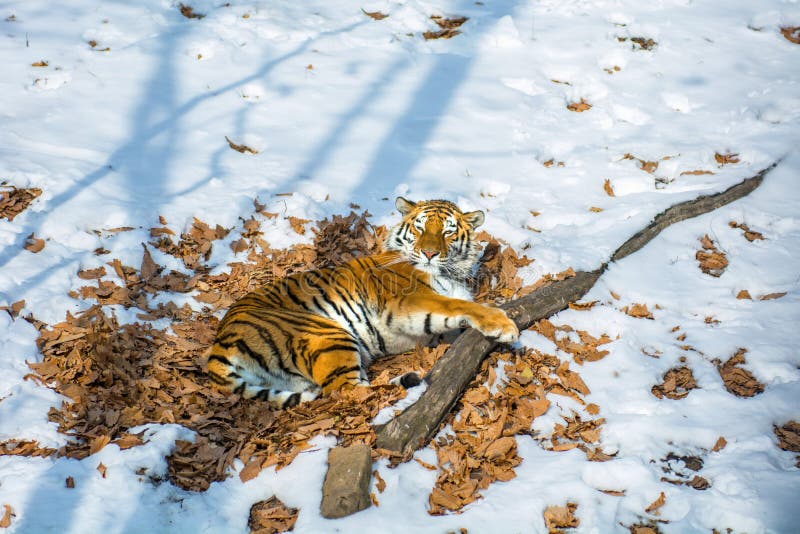 Big tiger in the snow, the beautiful, wild, striped cat, in open Woods, looking directly at us.