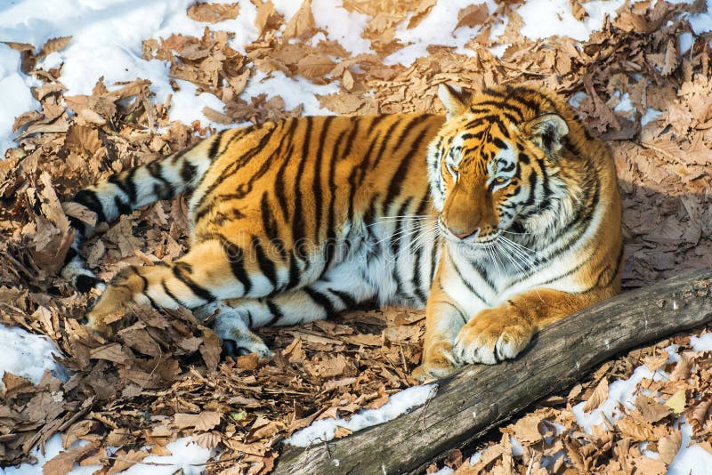 Big tiger in the snow, the beautiful, wild, striped cat, in open Woods, looking directly at us.