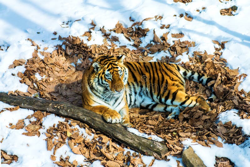 Big tiger in the snow, the beautiful, wild, striped cat, in open Woods, looking directly at us.