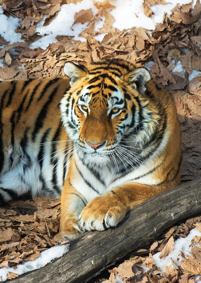 Big tiger in the snow, the beautiful, wild, striped cat, in open Woods, looking directly at us.