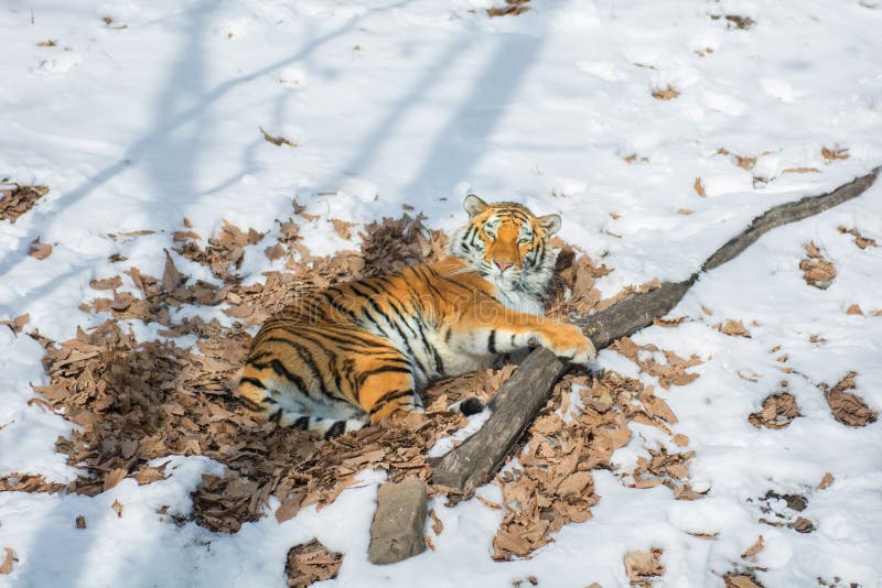 Big tiger in the snow, the beautiful, wild, striped cat, in open Woods, looking directly at us.