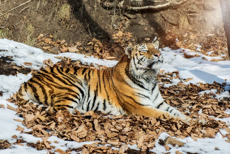 Big tiger in the snow, the beautiful, wild, striped cat, in open Woods, looking directly at us.