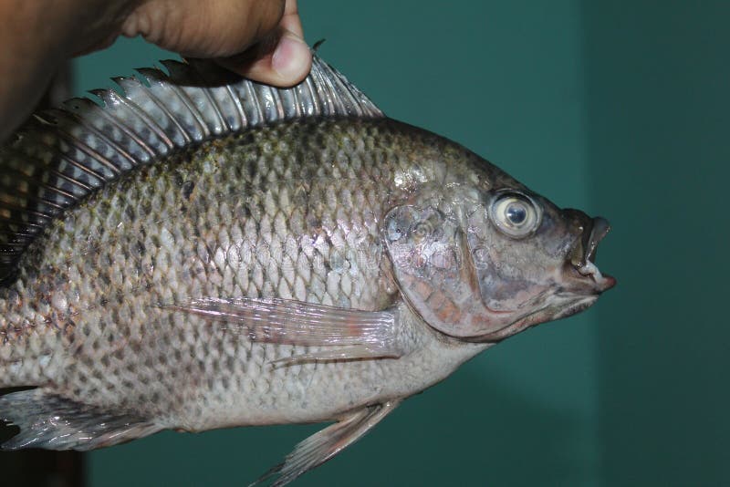 Big Tilapia Mossambicus Fish in Hand Invasive Tilapia Fish in Hand Stock Image Image of nature
