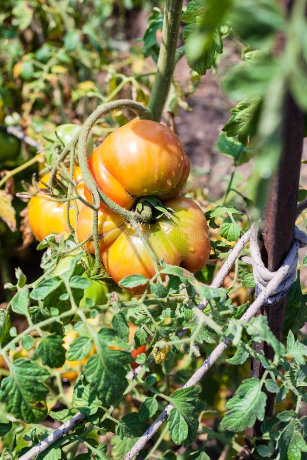 Big tomato on bush in garden in sunny summer day.