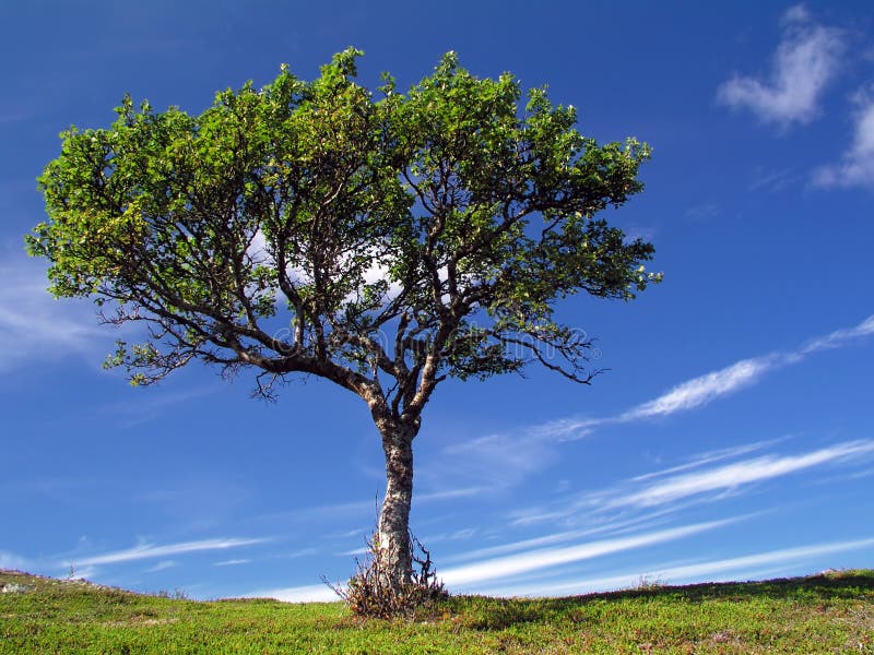 Big tree