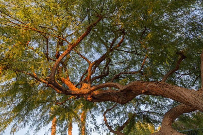 Big Tree with Curve Trunk royalty free stock images Big Tree with Curve Trunk royalty free stock images