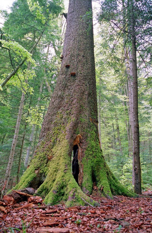 Big tree in forest