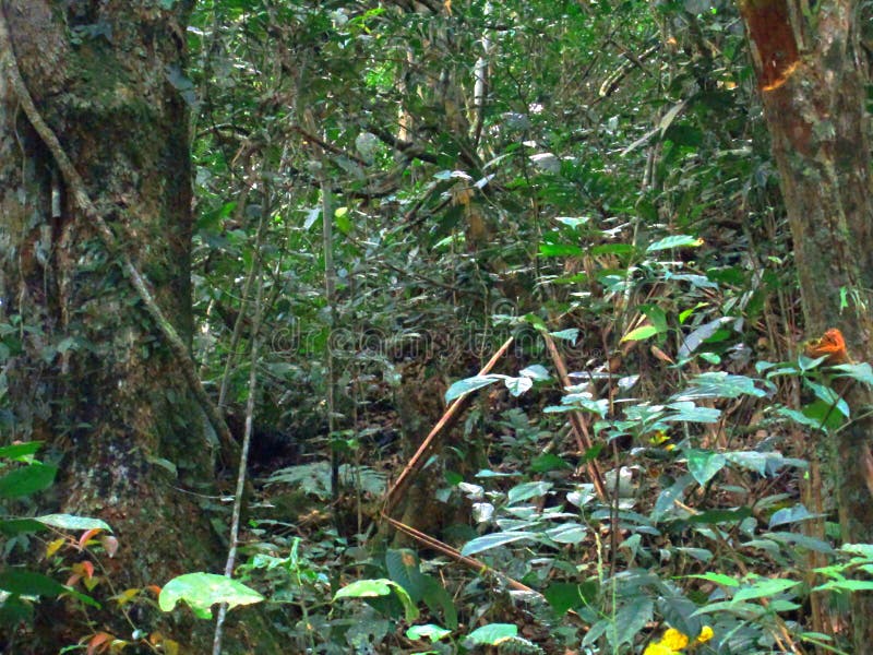 Green Tropical Rainforest Background Stock Photo Image of tropical