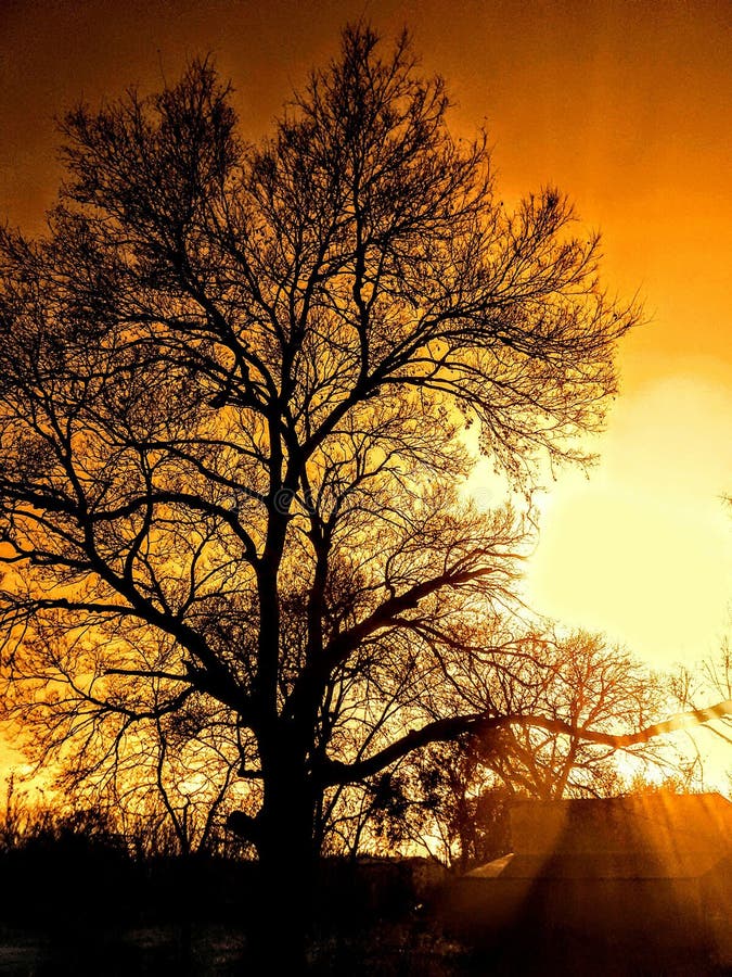 Big Tree in Kansas Sunset stock image. Image of kansas 202107775