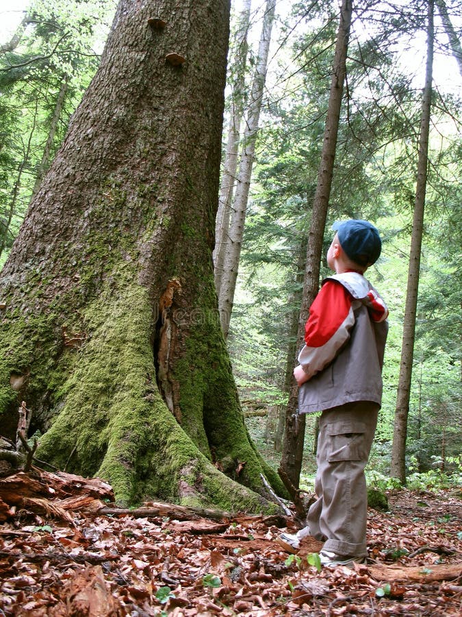 Big tree and little boy