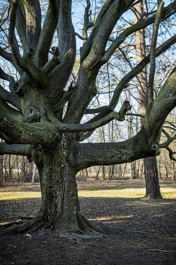 Veľký strom v parku, Budmerice, Slovensko