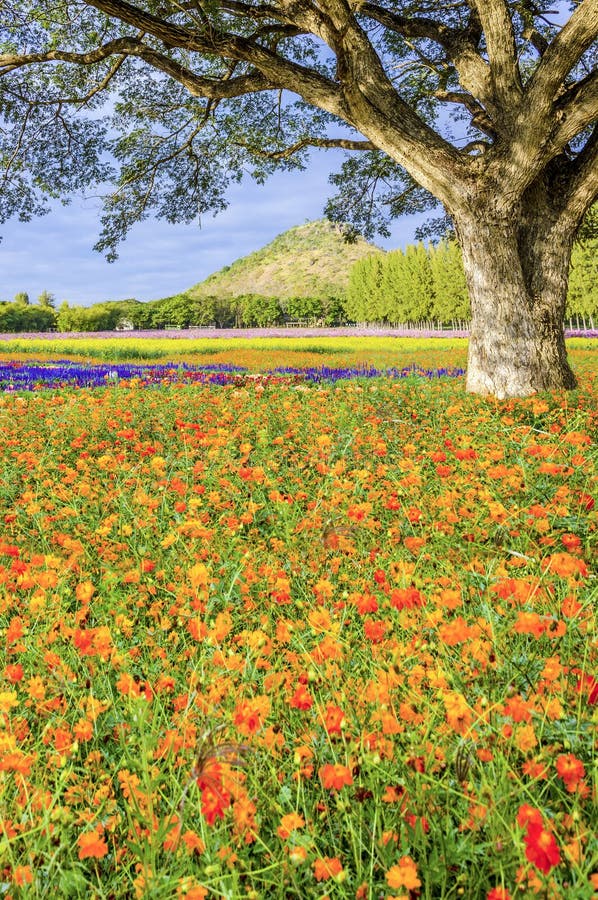 Big tree in pink field stock photo. Image of field, fresh 57206836