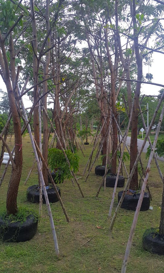 Big Tree Plant Movable in Bag Ready To Be Put in the Ground Prepared