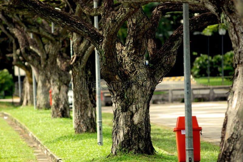 Big tree and plants