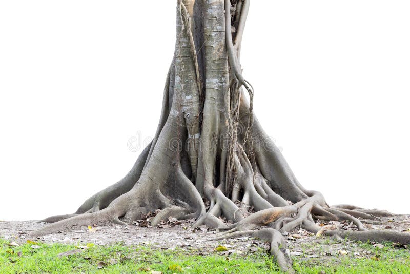 Big tree roots spreading out beautiful and trunk isolated on white background. stock images