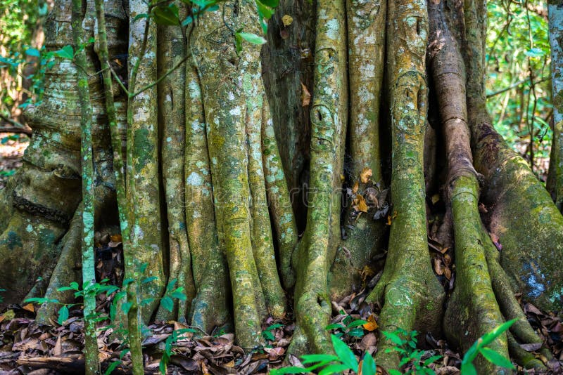 Big tree roots or stems in rainforest National park Periyar Wild