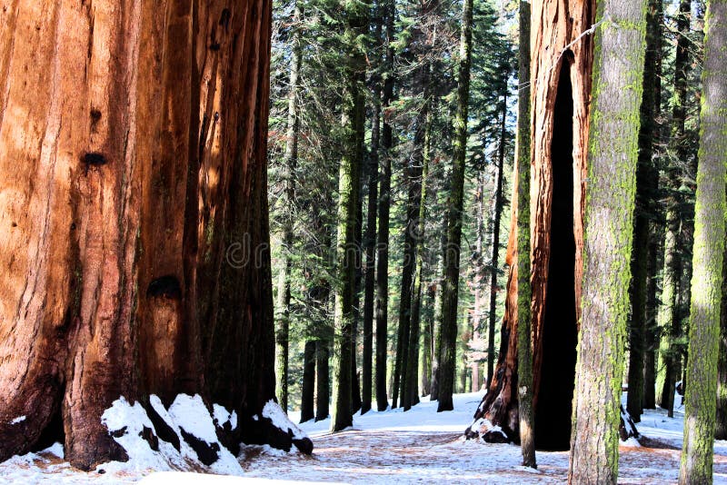 Sequoia national park in California in snow royalty free stock photos Sequoia national park in California in snow royalty free stock photos