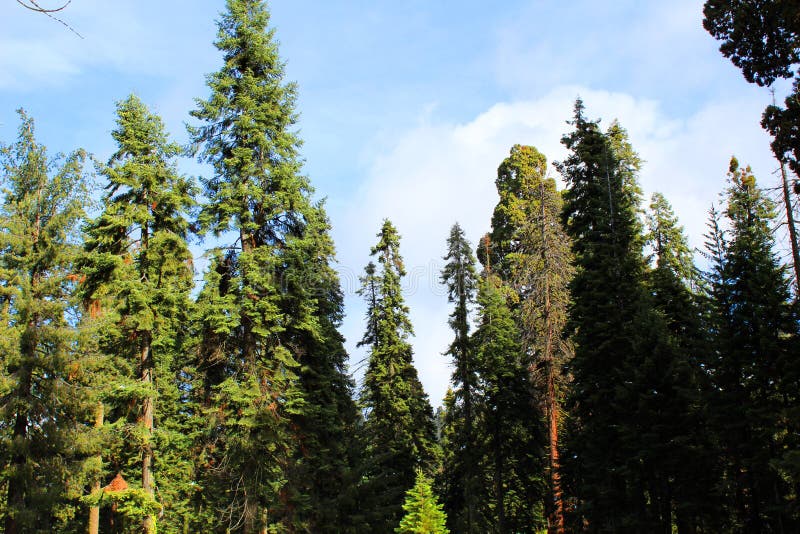 Sequoia national park in California in snow