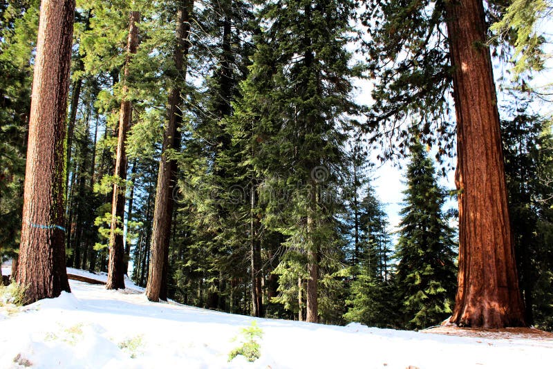 Sequoia national park in California in snow