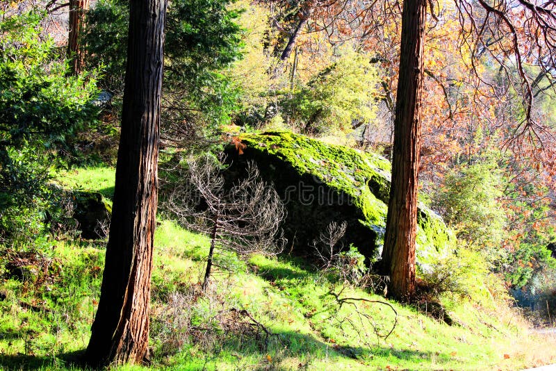 Sequoia national park in California in snow