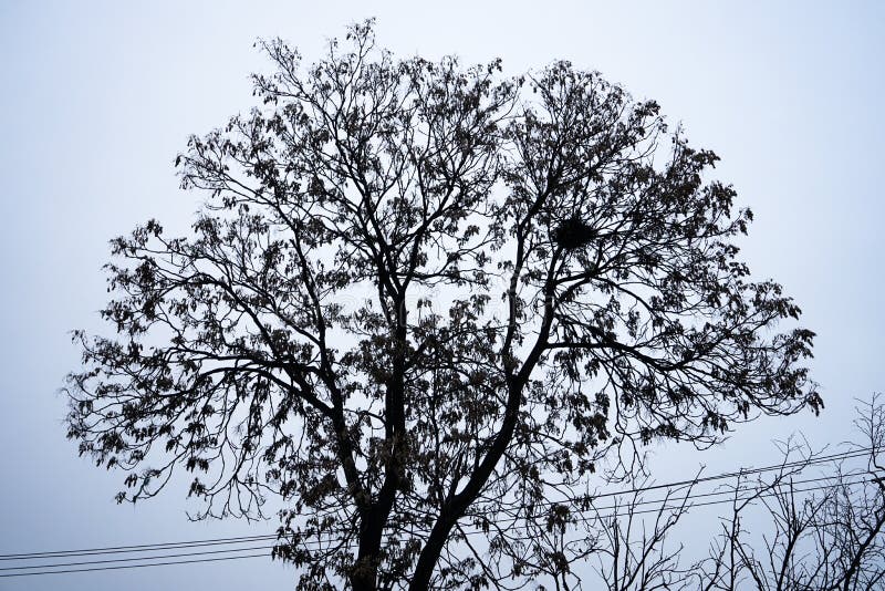 A Big Tree in the Village is Cloudy Stock Image Image of sup2, eacute