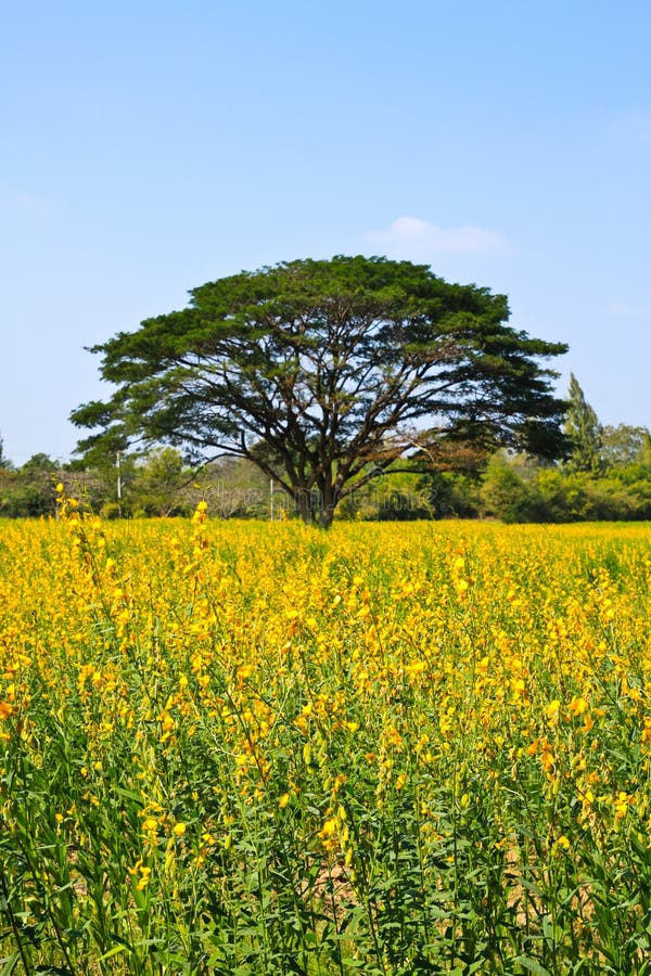 Big Tree In The Yellow Flower Farm Stock Photo Image of landscape