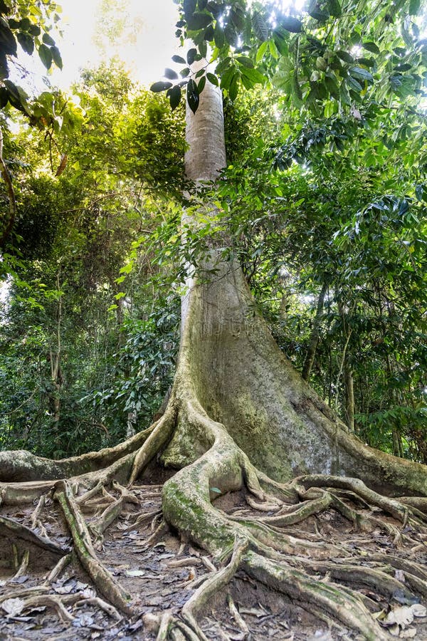 Trunk in malay