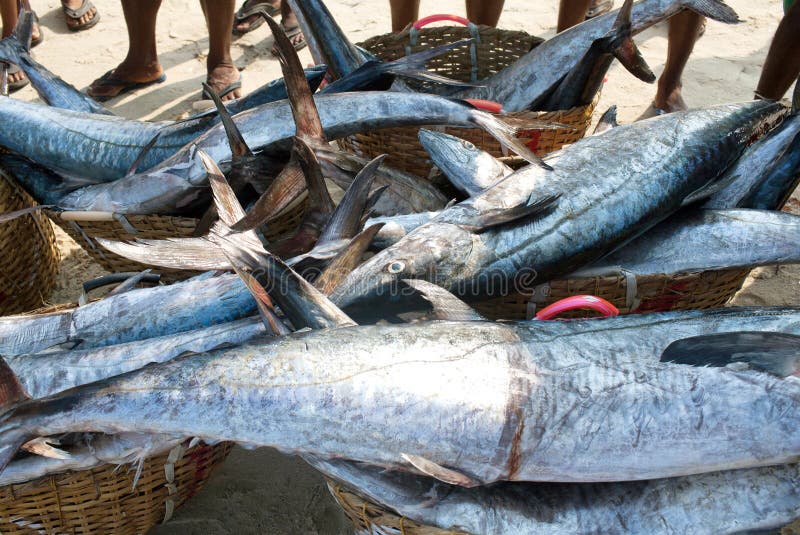 Big tuna fish at the morning market in Kerala India stock photography Big tuna fish at the morning market in Kerala India stock photography