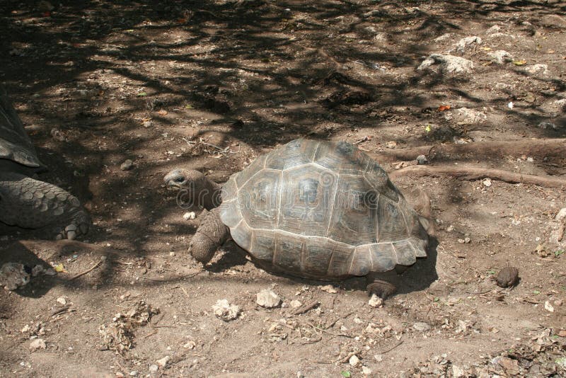 Big turtle crawling in the aviary royalty free stock photos