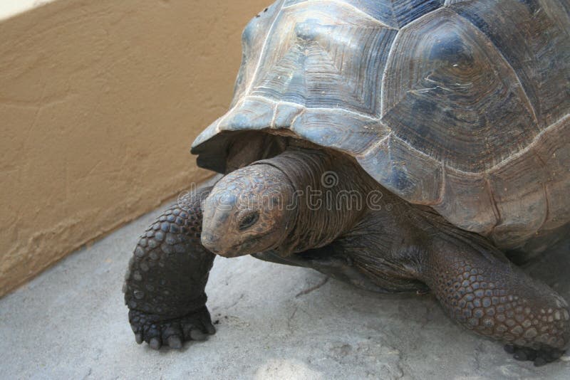 Big turtle on the footpath stock image